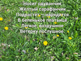 День одуванчика День одуванчика.